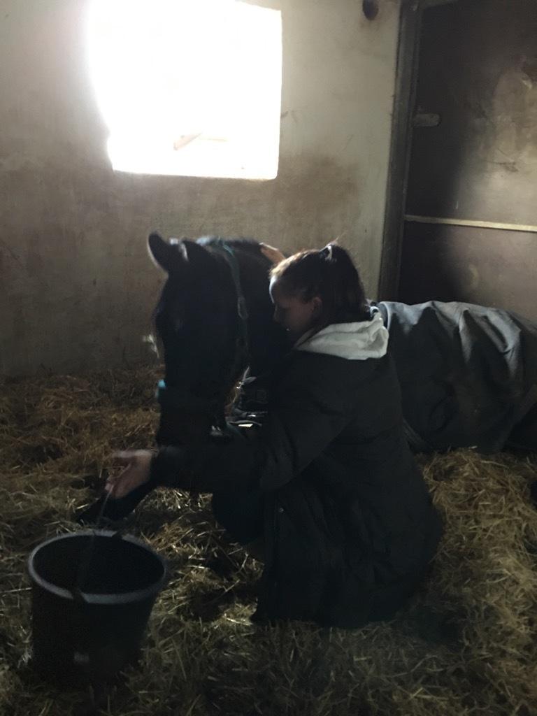 Dansk Varmblod Firenze gersdorf billede 4