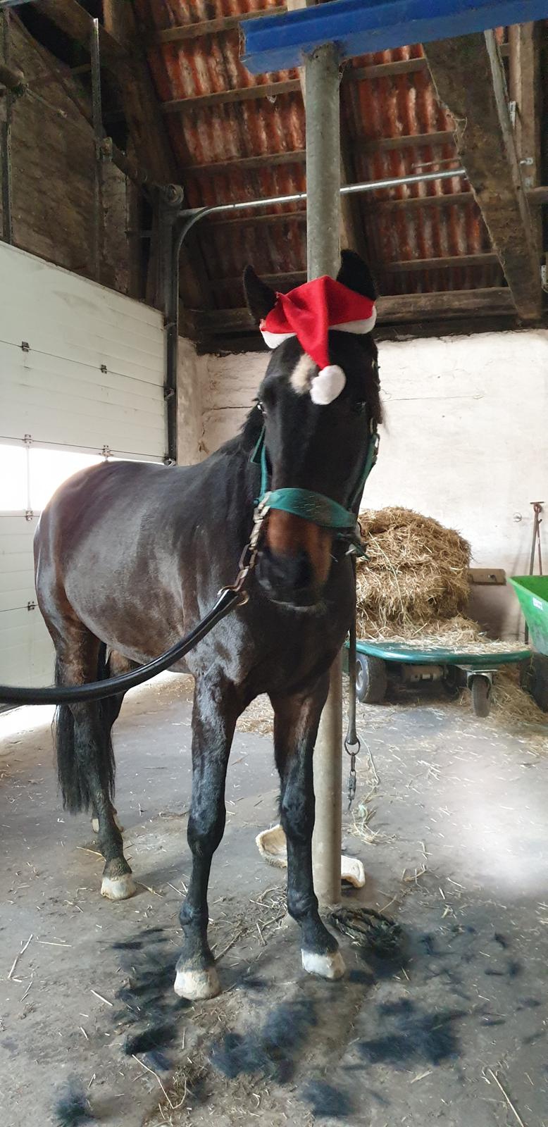 Dansk Varmblod Firenze gersdorf billede 6