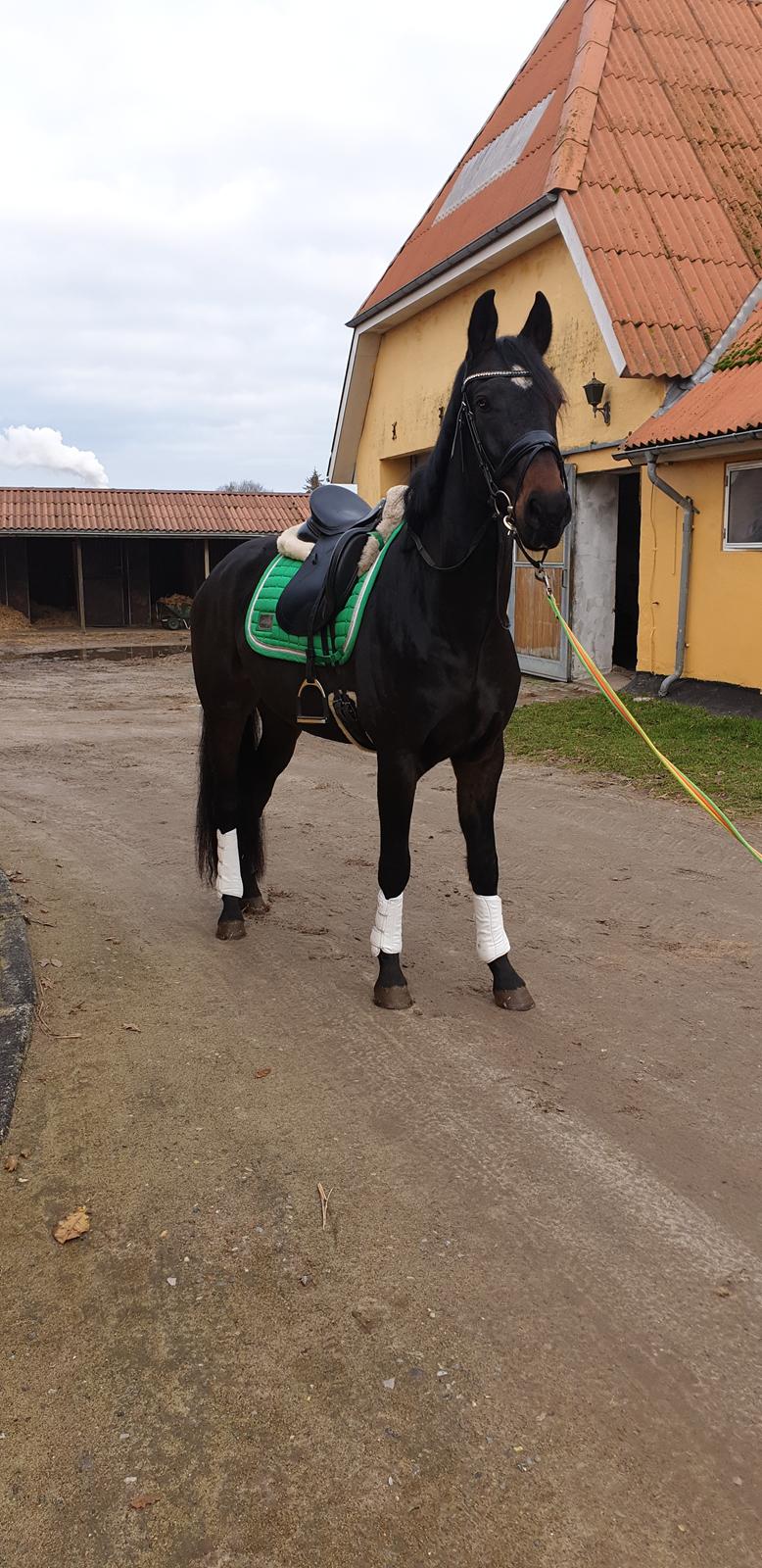 Dansk Varmblod Firenze gersdorf billede 1