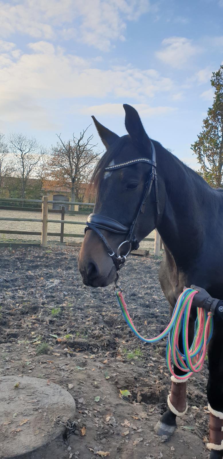 Dansk Varmblod Firenze gersdorf billede 2