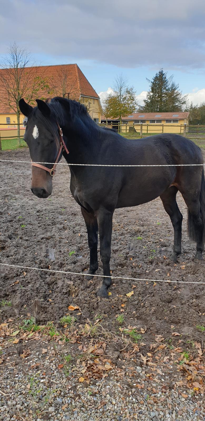 Dansk Varmblod Firenze gersdorf billede 3