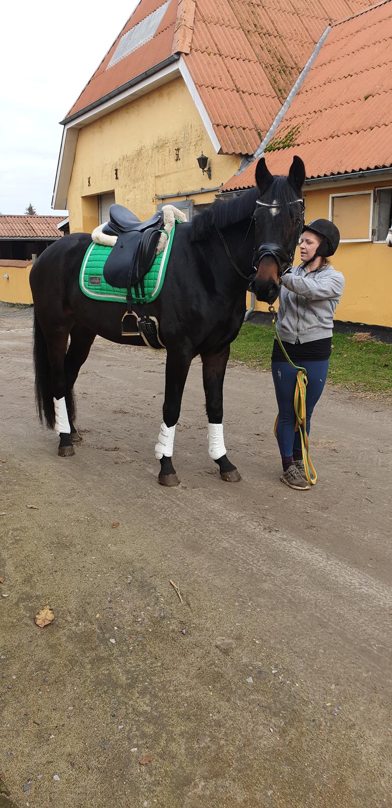 Dansk Varmblod Firenze gersdorf billede 9