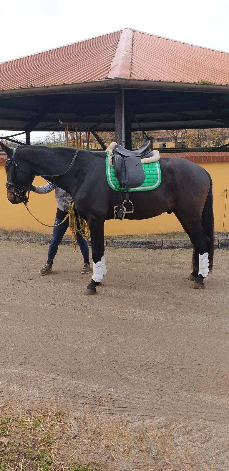 Dansk Varmblod Firenze gersdorf billede 8