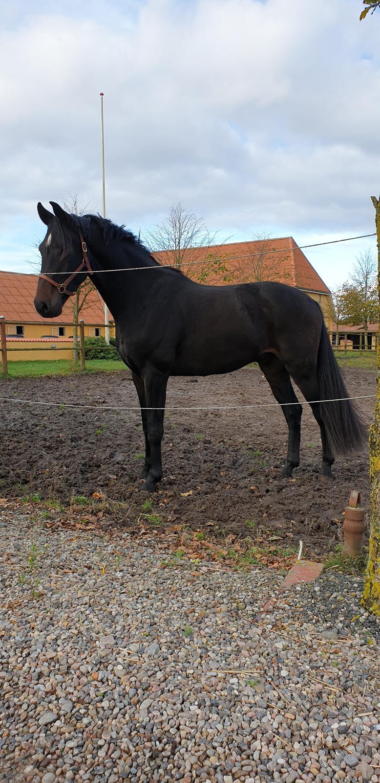 Dansk Varmblod Firenze gersdorf billede 10