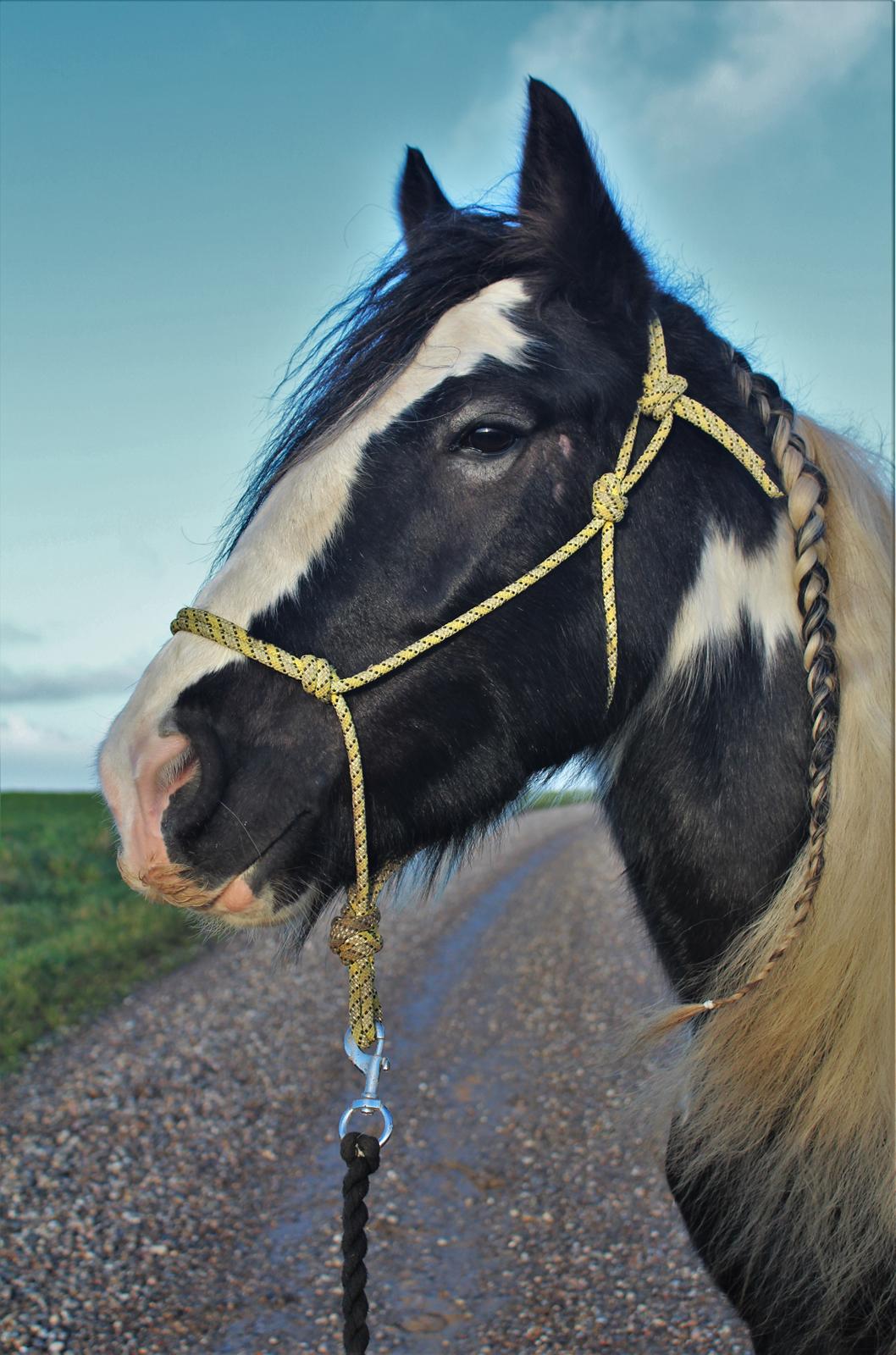 Irish Cob Phoibe billede 4