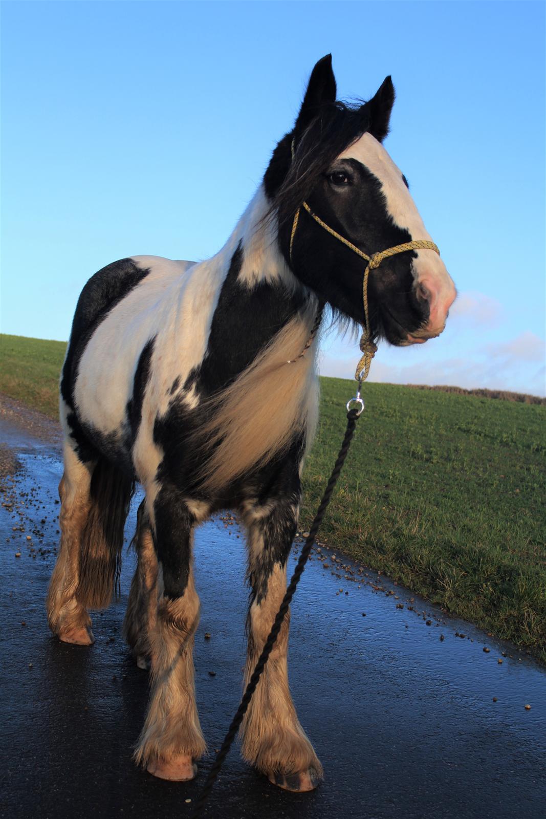 Irish Cob Phoibe billede 3