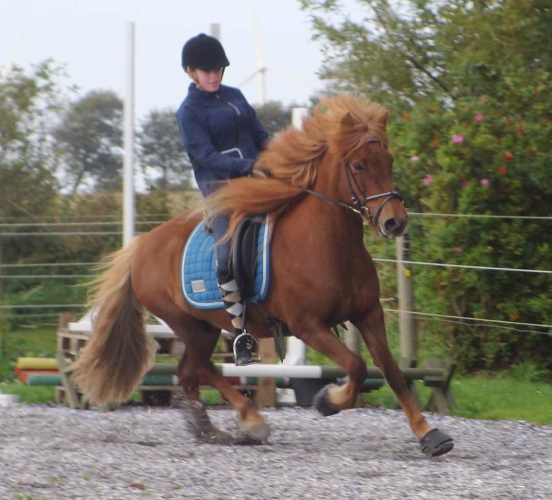 Islænder Skutla fra Anglesey billede 16