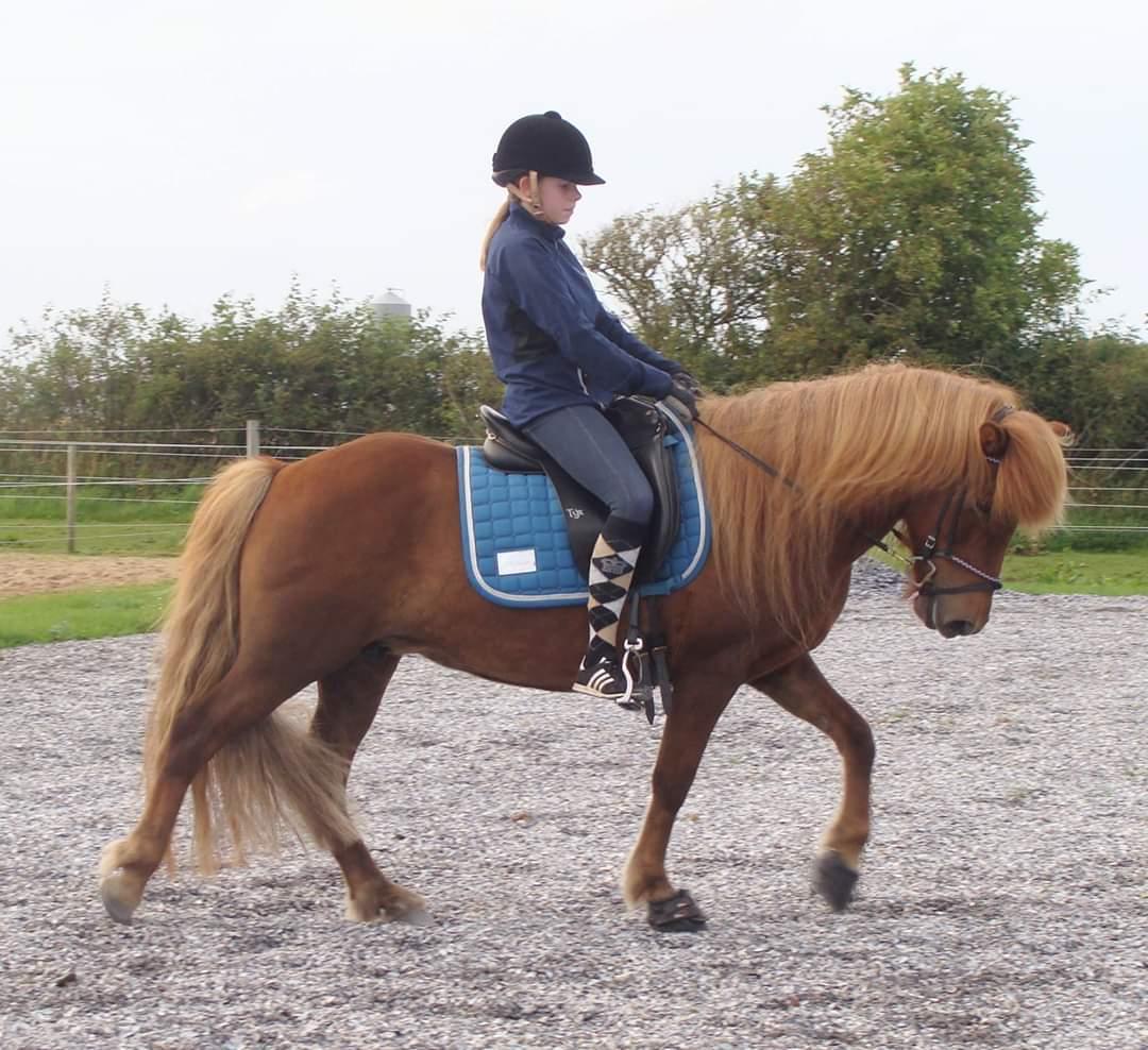 Islænder Skutla fra Anglesey billede 17