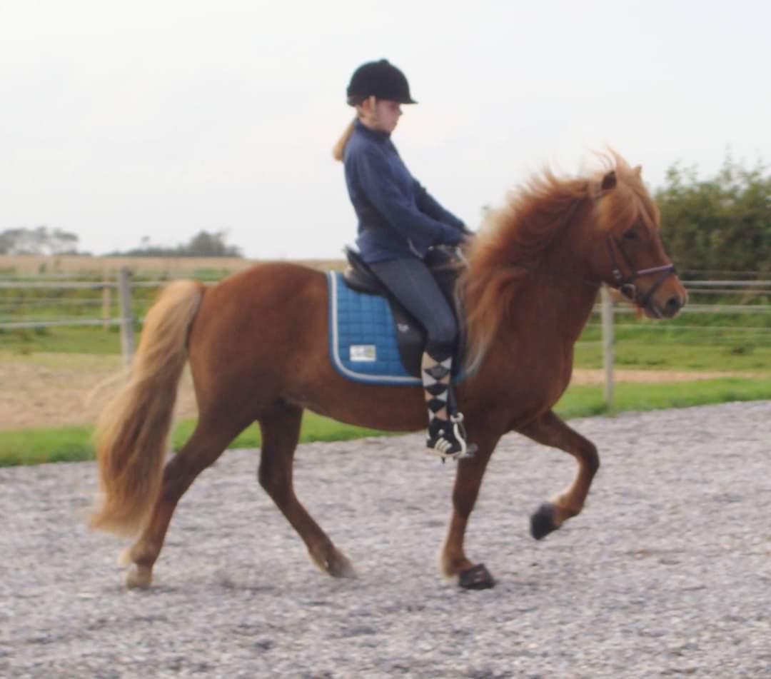Islænder Skutla fra Anglesey billede 18