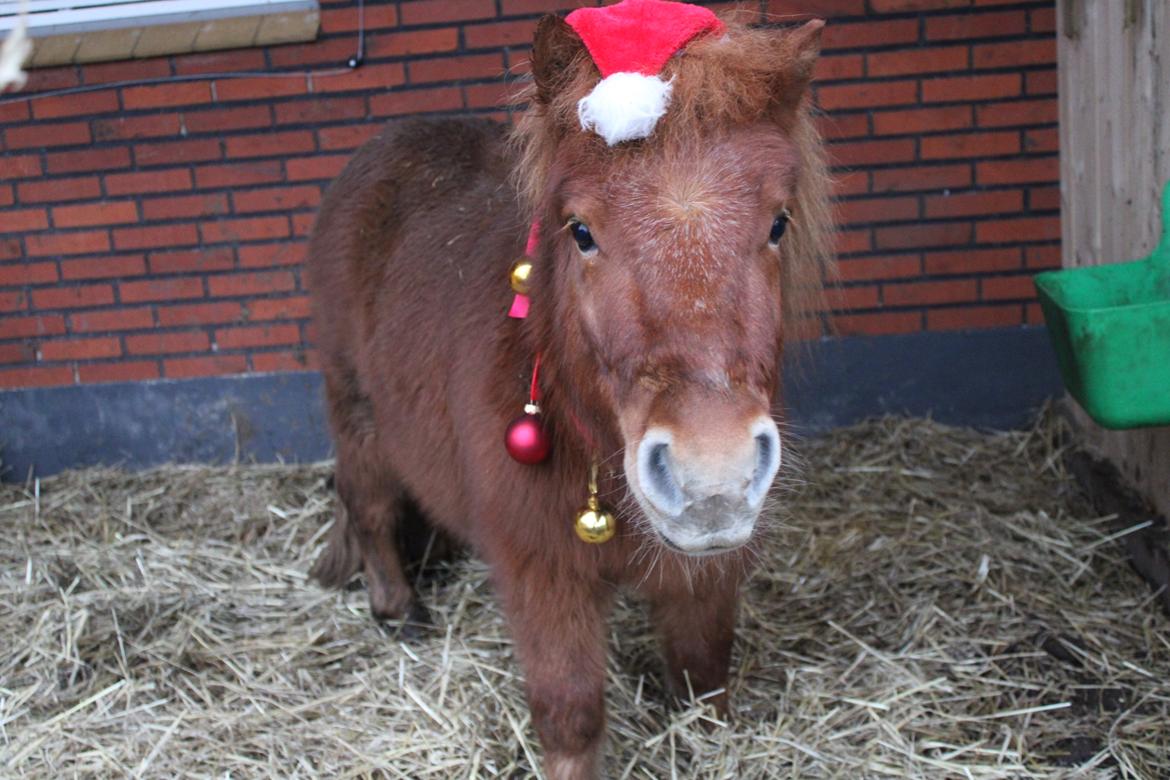 Shetlænder Bertram billede 1