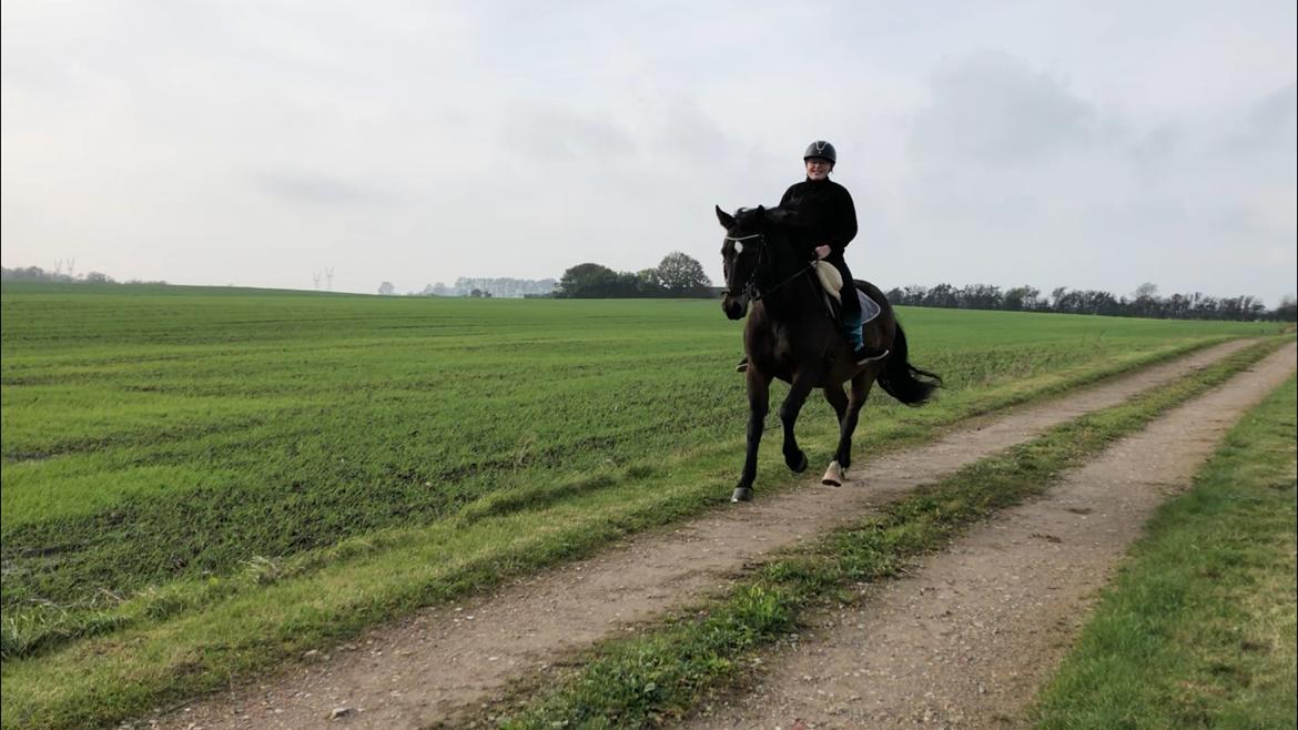 New Forest Birkilds Moreno - Min fantastiske Moreno Oktober 2019 billede 20