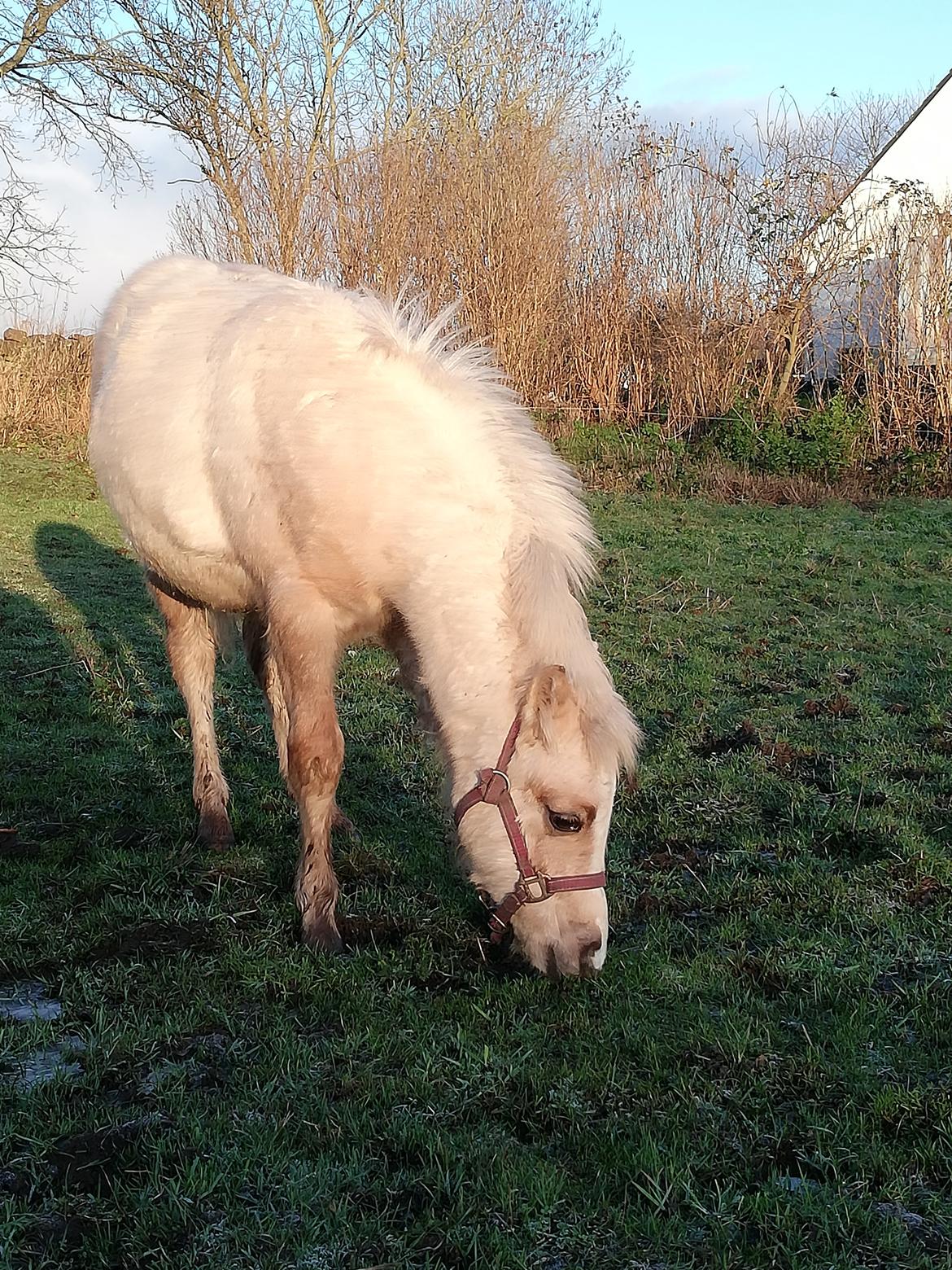 Welsh Mountain (sec A) noerrelide's Santos  billede 3