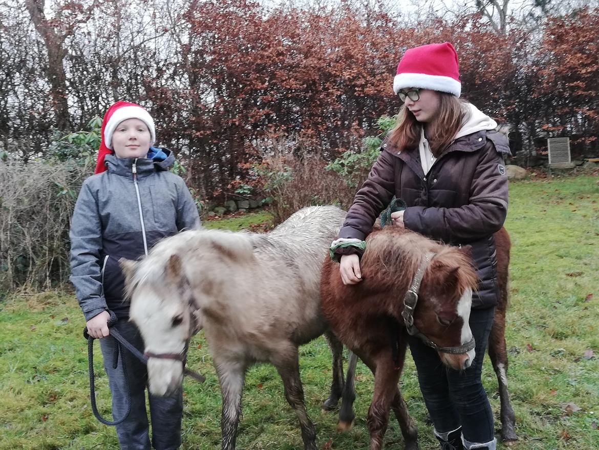 Welsh Mountain (sec A) noerrelide's Santos  billede 4