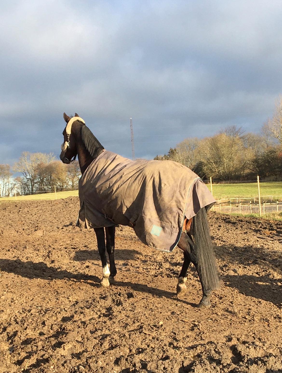 Traver Spök billede 12