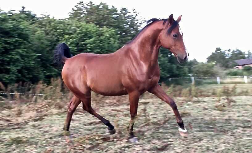 Arabisk fuldblod (OX) RAINMANN OX  billede 1