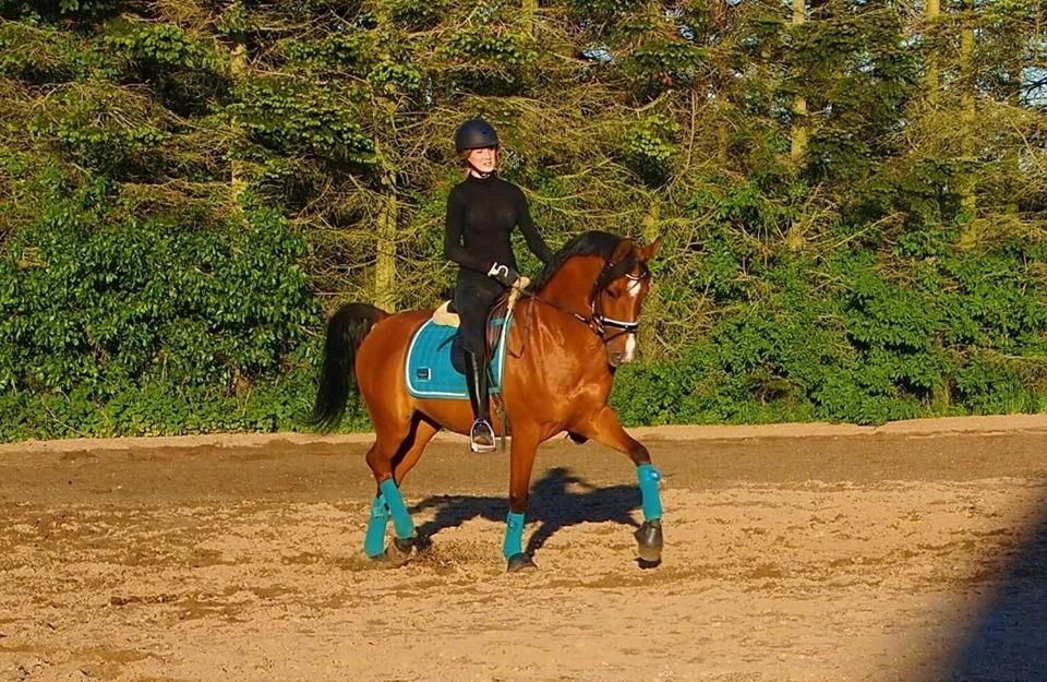 Arabisk fuldblod (OX) RAINMANN OX  billede 4