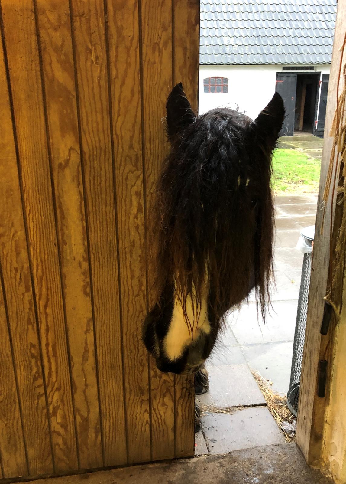 Tinker Sanora - Hej, er min mad klar nu? billede 14