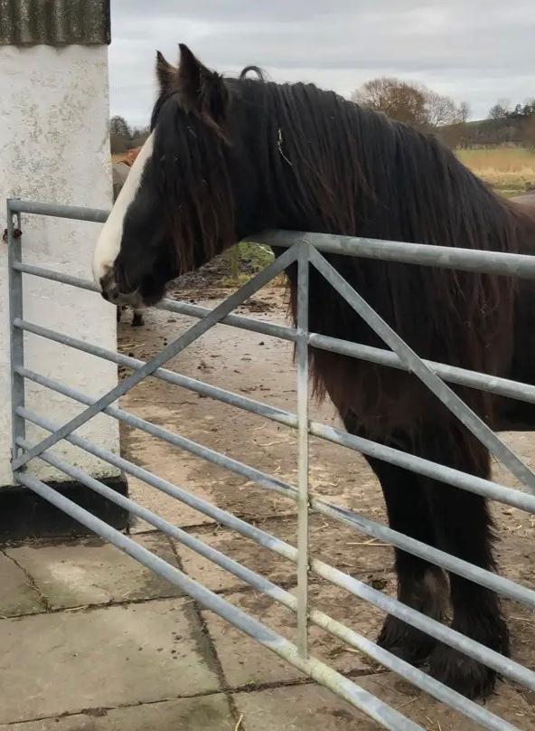 Tinker Sanora - December 2019 billede 16