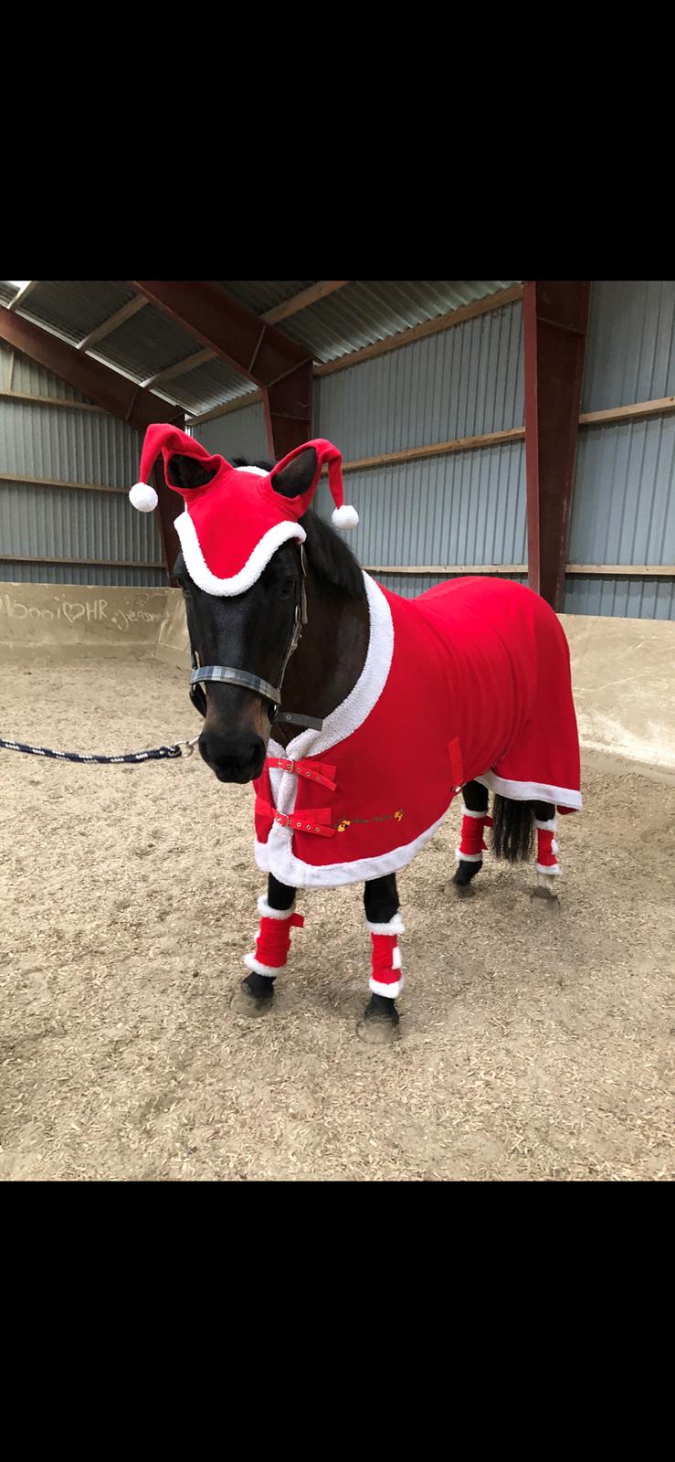 New Forest Lundemarksgårds Prada billede 20