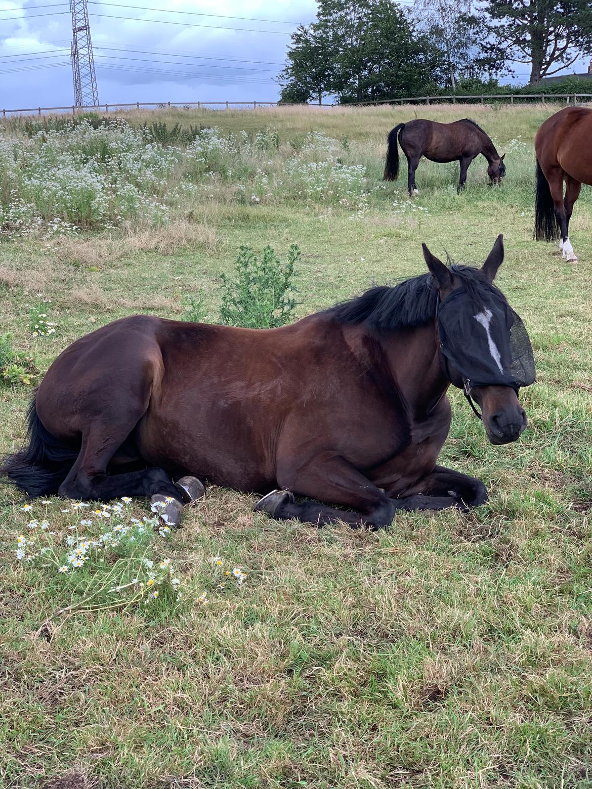 Trakehner Mardeleine billede 17