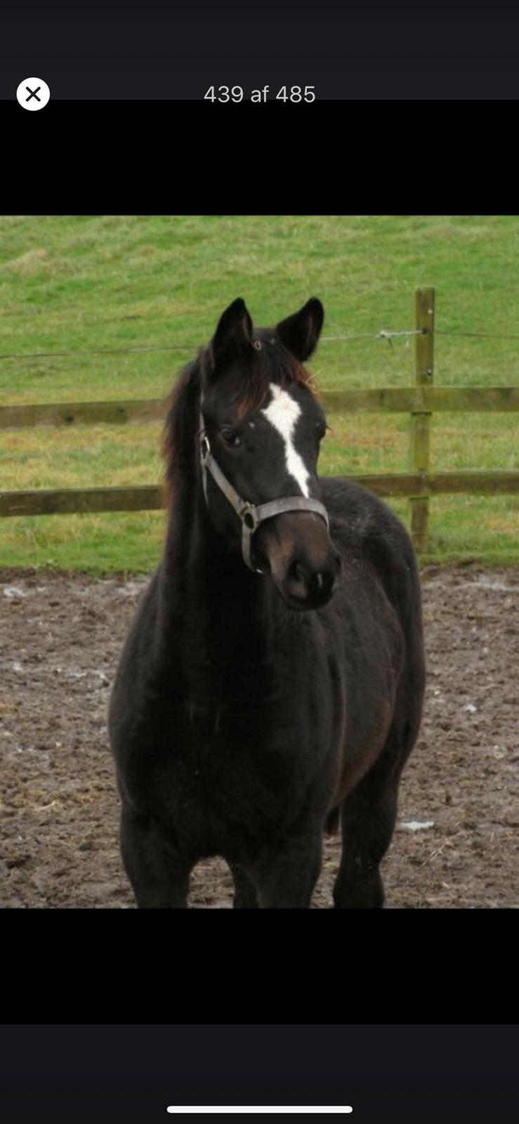 Trakehner Mardeleine billede 20