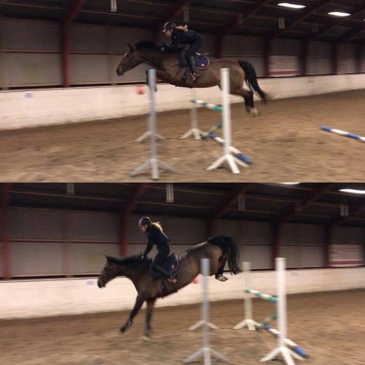 Dansk Varmblod Mayol billede 20