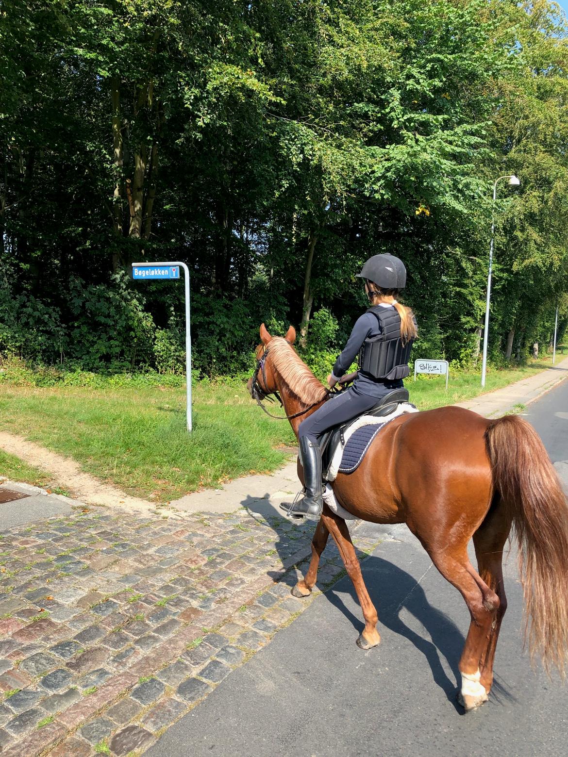 Anden særlig race Daisy billede 4