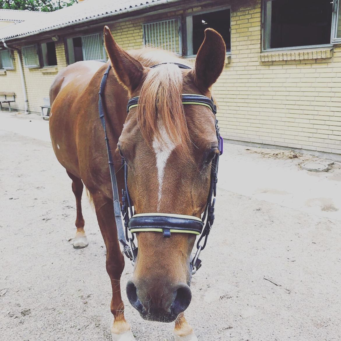 Anden særlig race Daisy billede 1