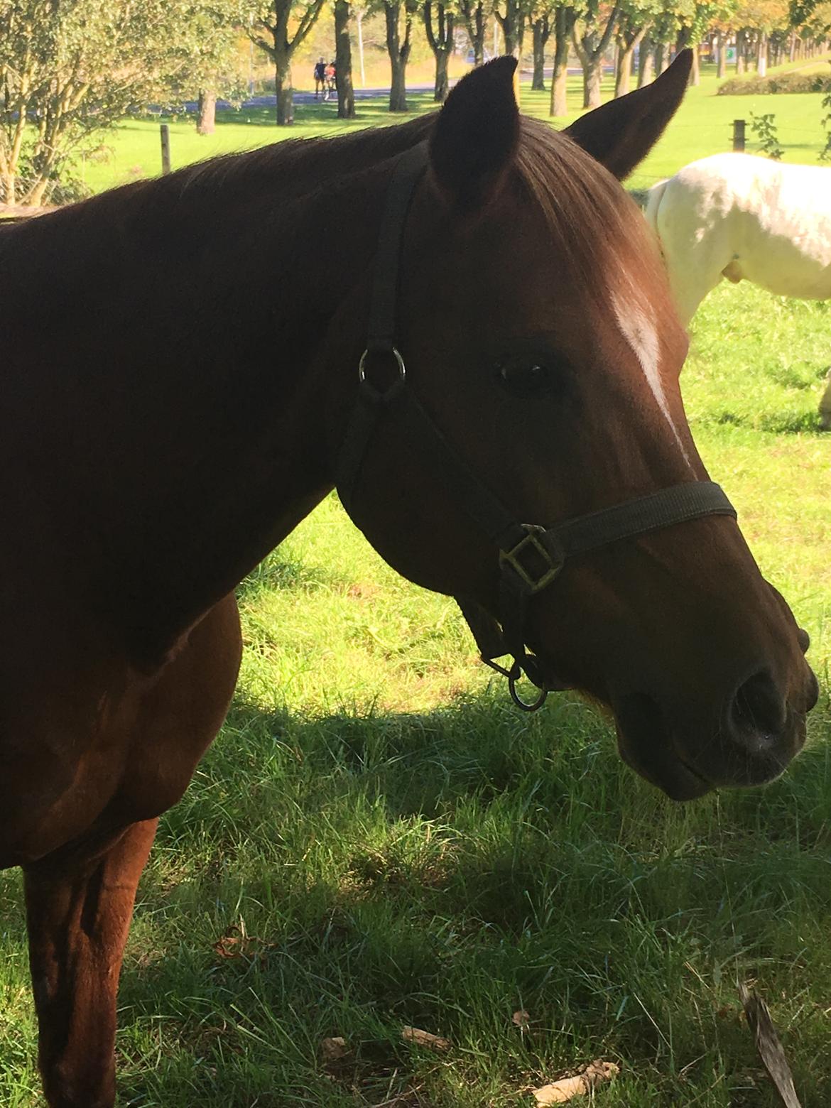 Anden særlig race Daisy billede 5