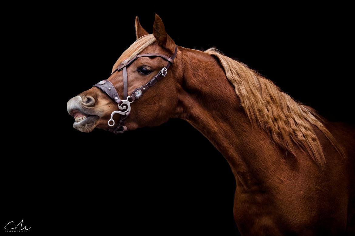 Arabisk fuldblod (OX) Norx NWA ox billede 1