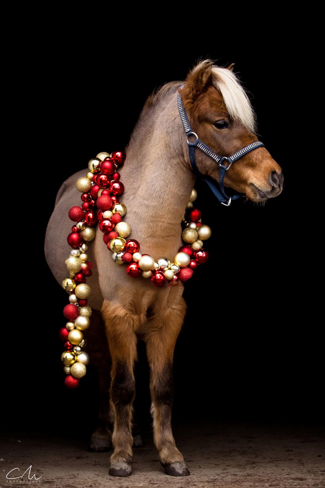 Amerikansk Miniature Bob Marley Is A Superstar billede 14