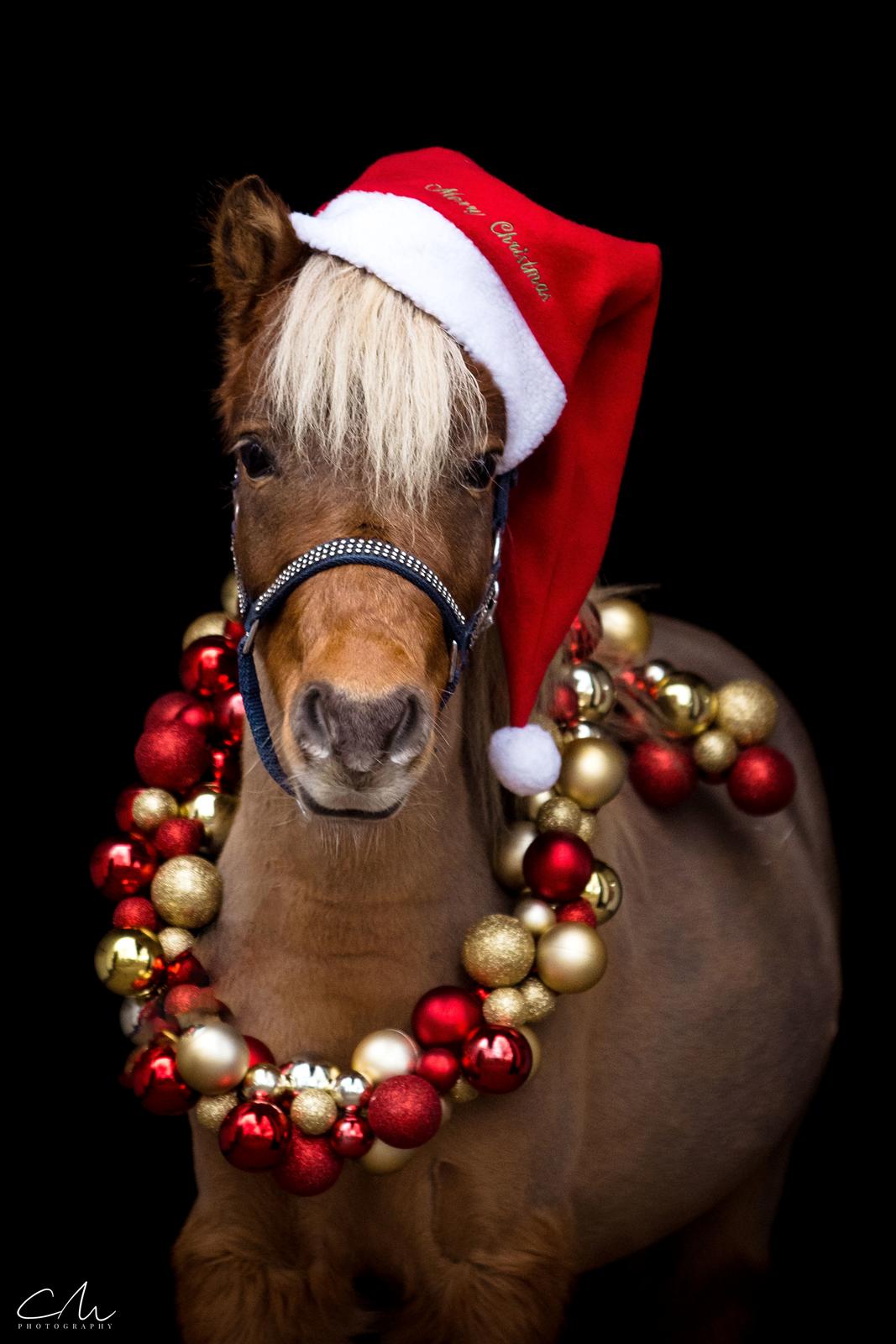 Amerikansk Miniature Bob Marley Is A Superstar billede 13