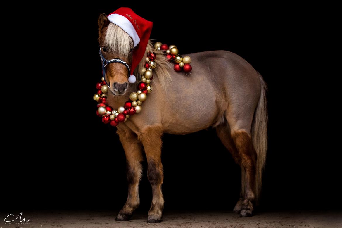 Amerikansk Miniature Bob Marley Is A Superstar billede 12