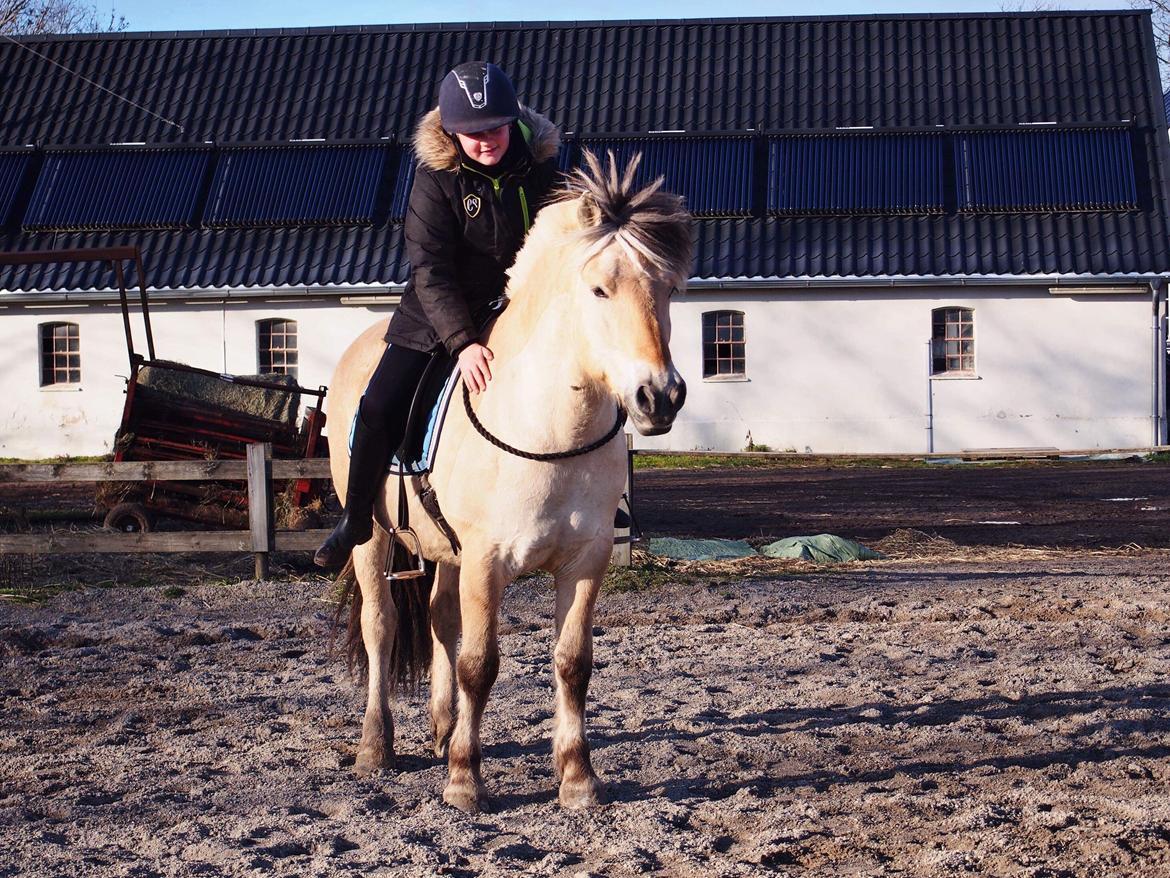 Fjordhest Tulstruplunds Lan billede 5