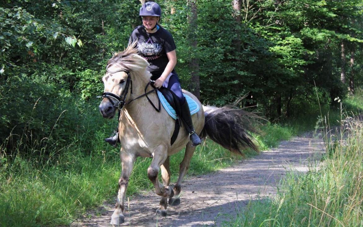Fjordhest Tulstruplunds Lan billede 7