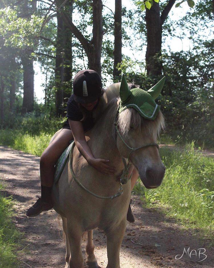 Fjordhest Tulstruplunds Lan billede 11