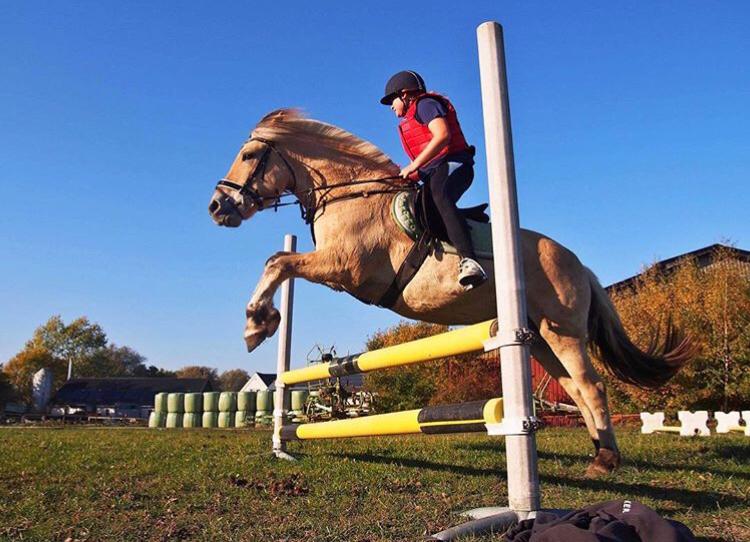 Fjordhest Tulstruplunds Lan billede 17
