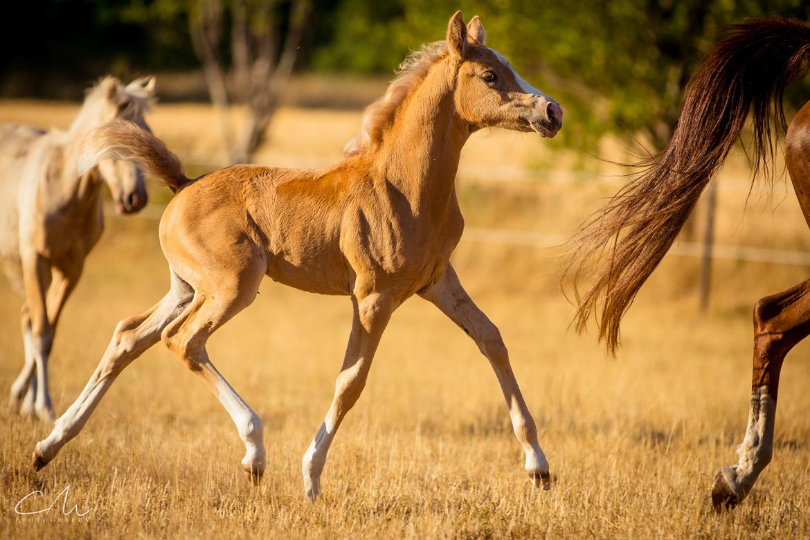 DSP Calinaya Petite Nobility - 2 måneder billede 5