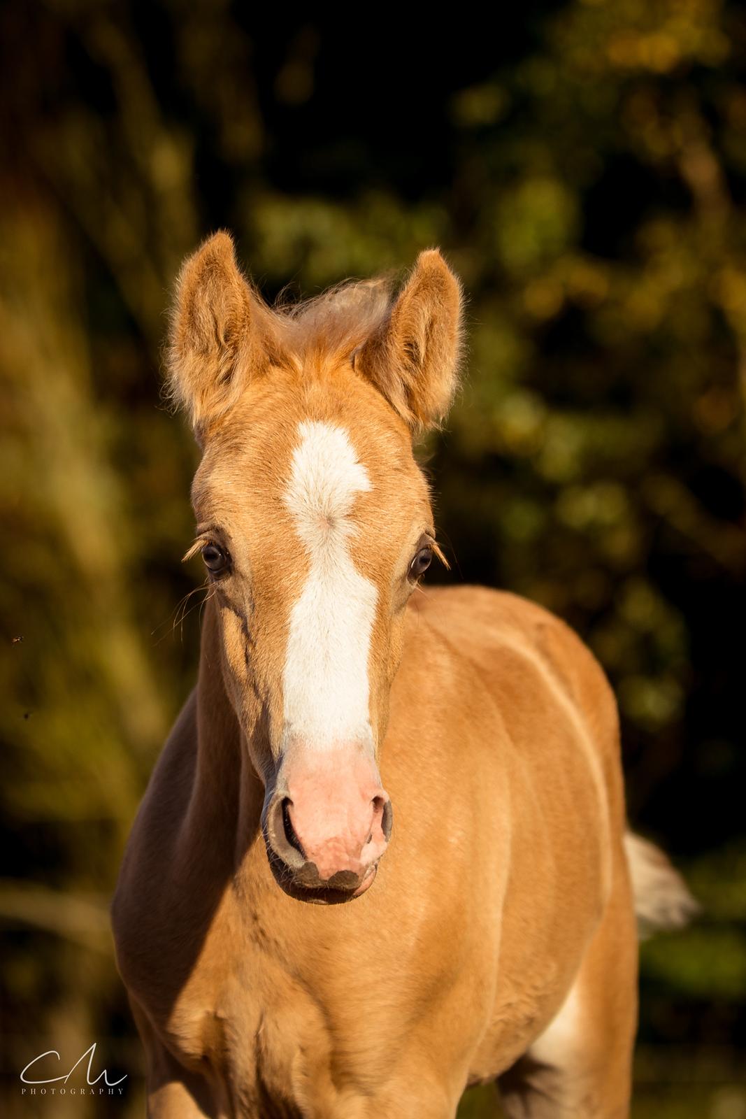 DSP Calinaya Petite Nobility - 2 måneder billede 7