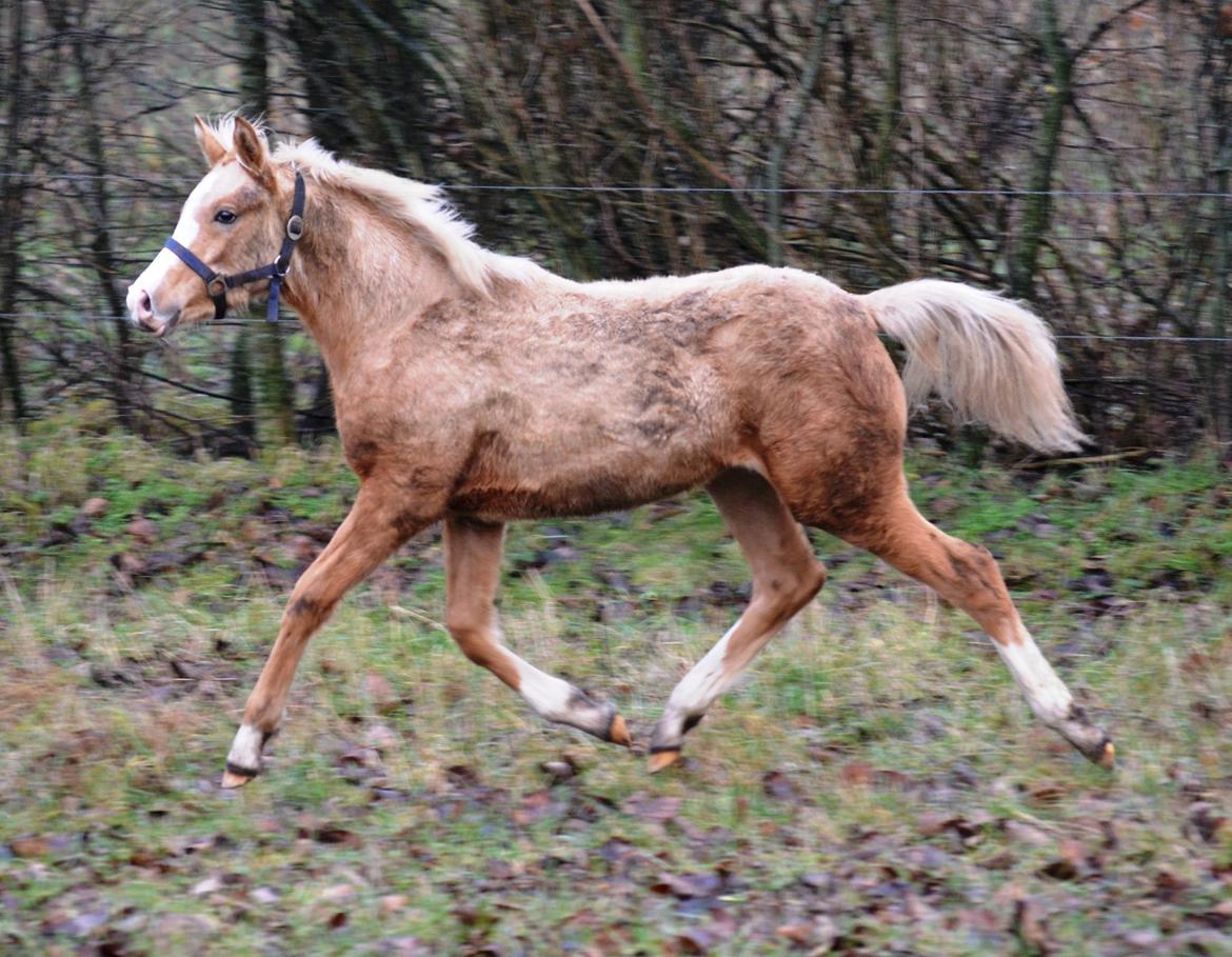 DSP Calinaya Petite Nobility - 6 måneder billede 8