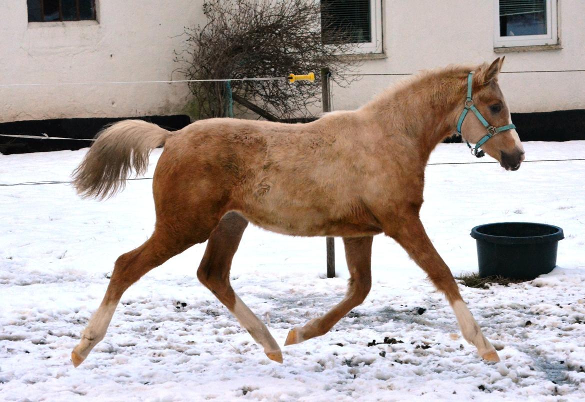 DSP Calinaya Petite Nobility - 7 måneder billede 9