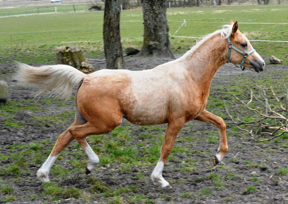 DSP Calinaya Petite Nobility - 8,5 måneder billede 10