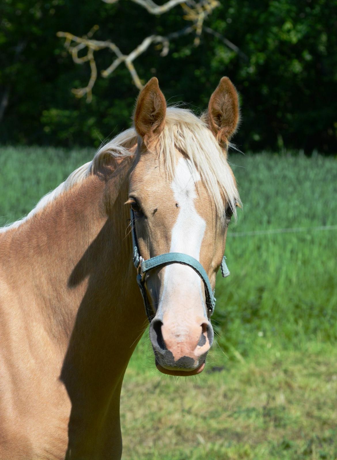 DSP Calinaya Petite Nobility - 11 måneder billede 13