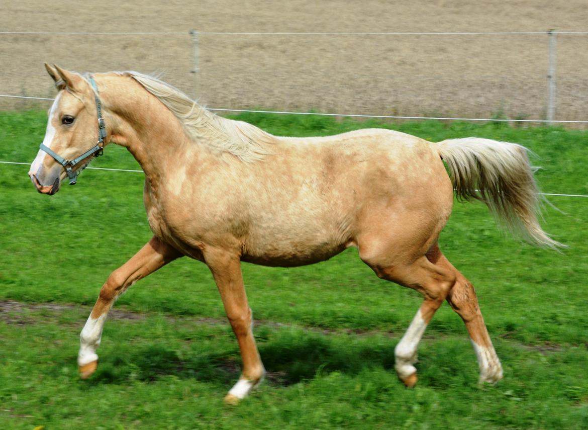 DSP Calinaya Petite Nobility - 1 år og 1 måned billede 14