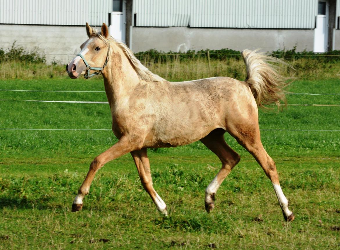 DSP Calinaya Petite Nobility - 1 år og 4 måneder billede 15