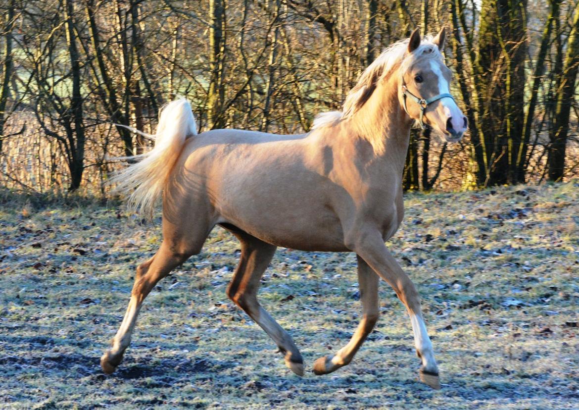 DSP Calinaya Petite Nobility - 1,5 år billede 16