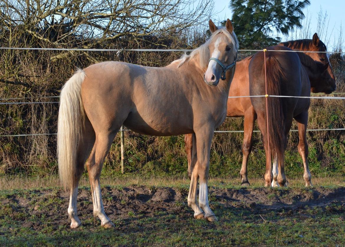 DSP Calinaya Petite Nobility - 1,5 år billede 17