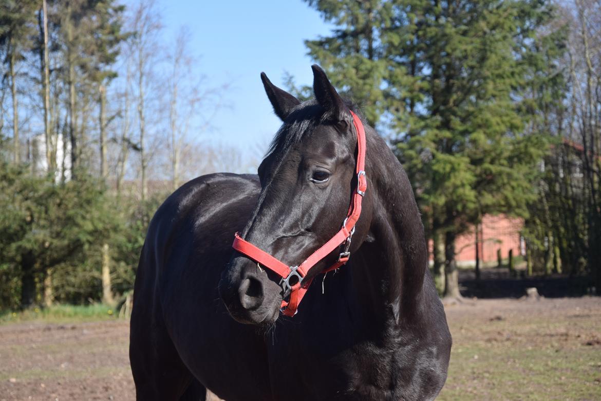 Dansk Varmblod Odessa halsnæs billede 10