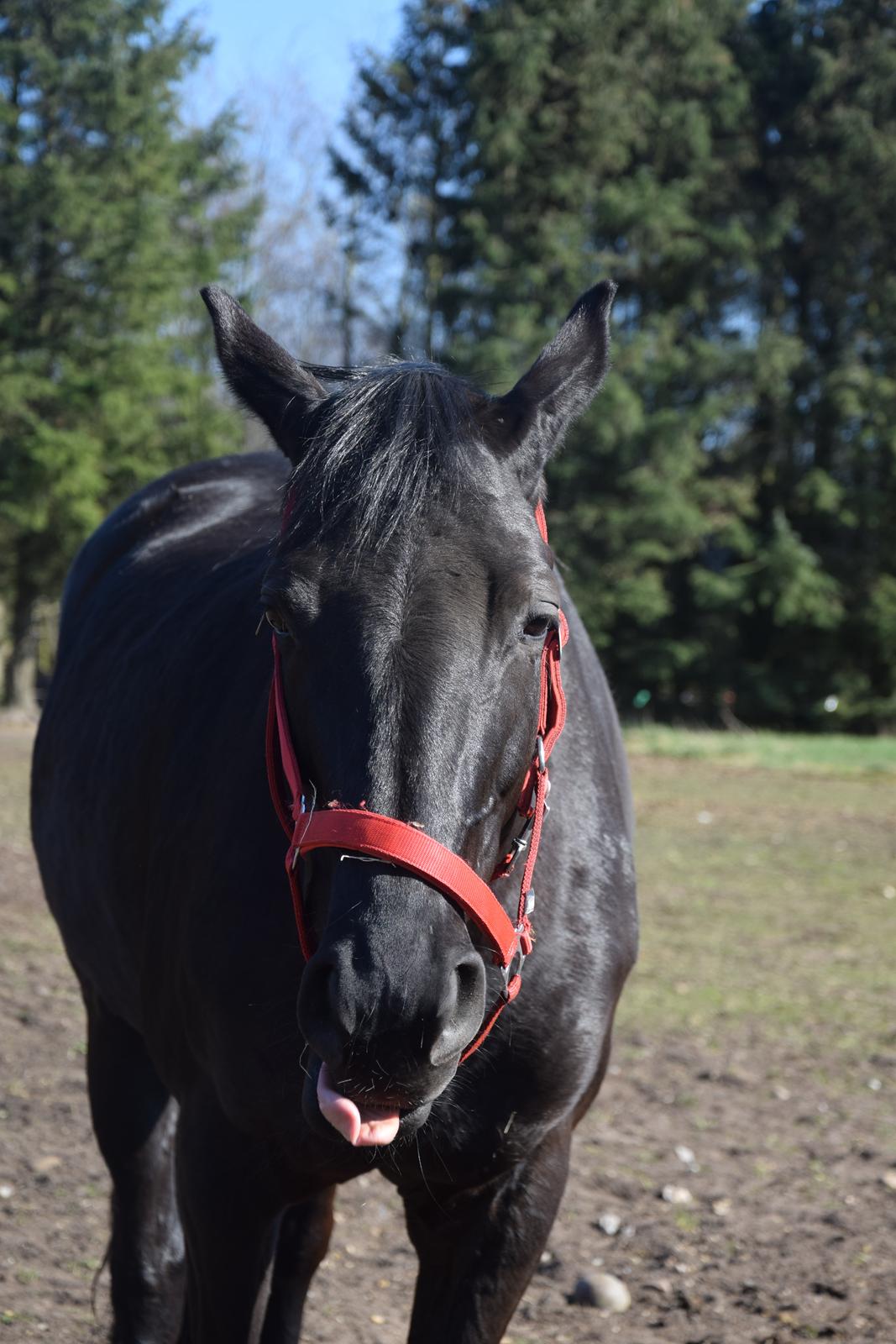 Dansk Varmblod Odessa halsnæs billede 11