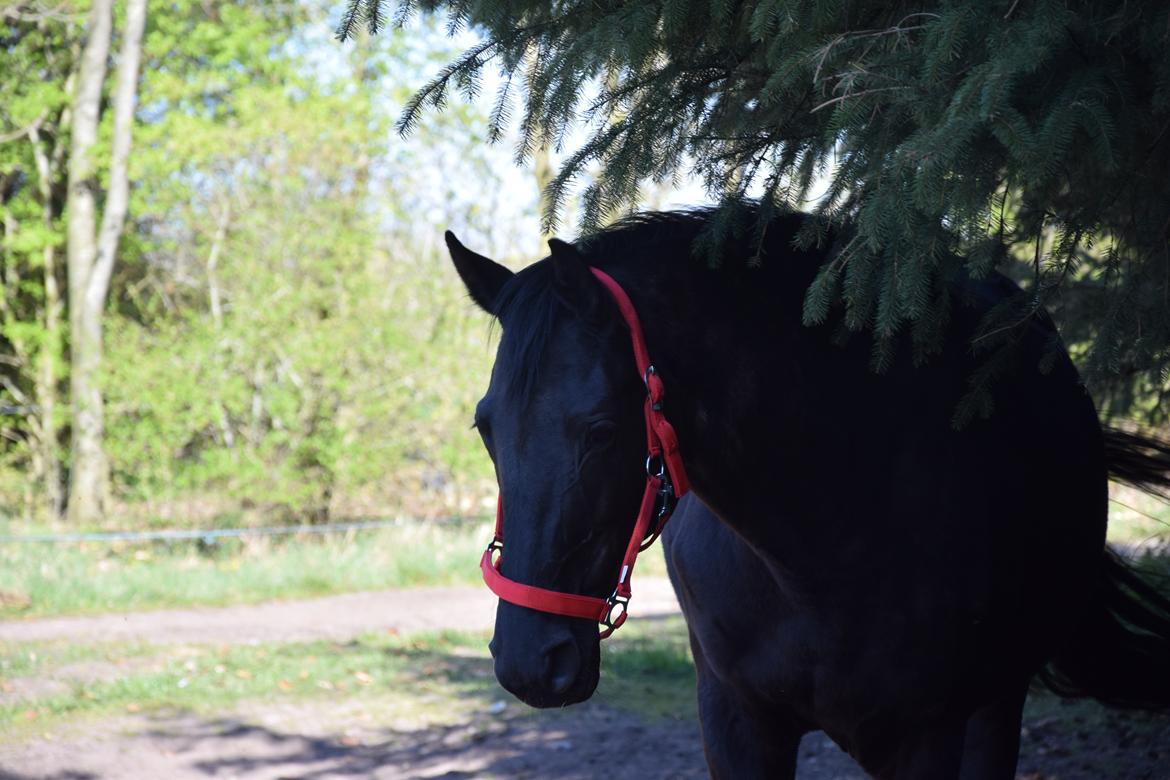 Dansk Varmblod Odessa halsnæs billede 12